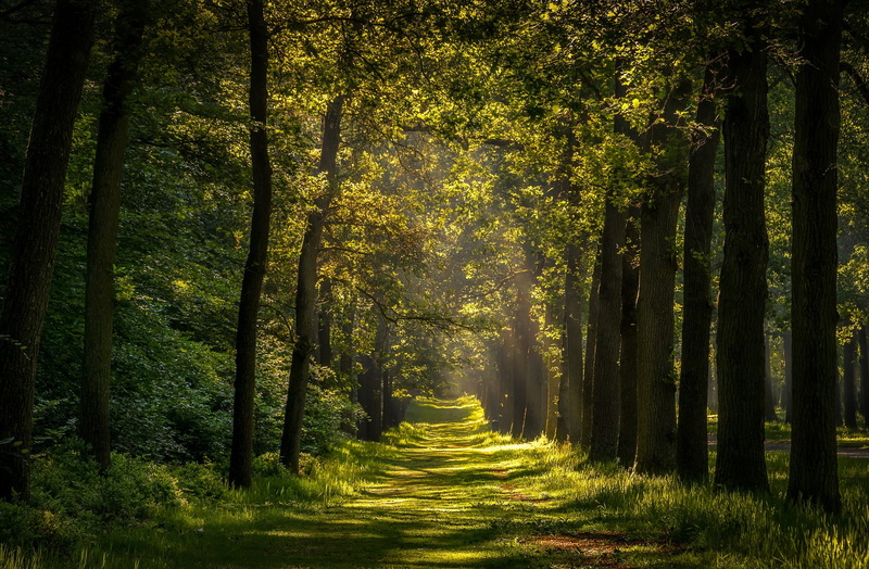 footpath, no people, tranquility, green, the way forward, nature, diminishing perspective, plant, tree trunk, beauty in nature, tranquil scene, change