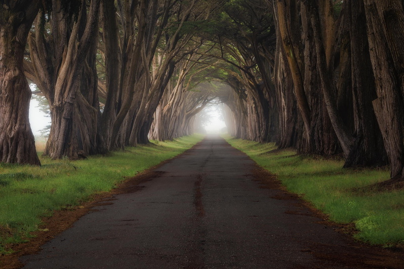 beauty in nature, landscape, tree trunk, concrete, 1080P, vanishing point, treelined, bamboo - plant, grey, outdoors, the way forward, transportation