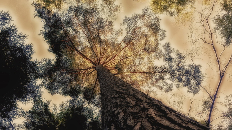 scenics - nature, directly below, tree canopy, plant, trunk, tree, low angle view, nature, tranquility, tranquil scene, cloud - sky, no people, trees, 2K