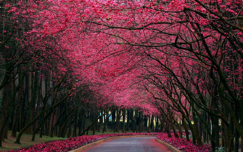 park - man made space, nature, change, the way forward, road, plant, tree canopy, flowering plant, outdoors, direction, pink color, diminishing perspective