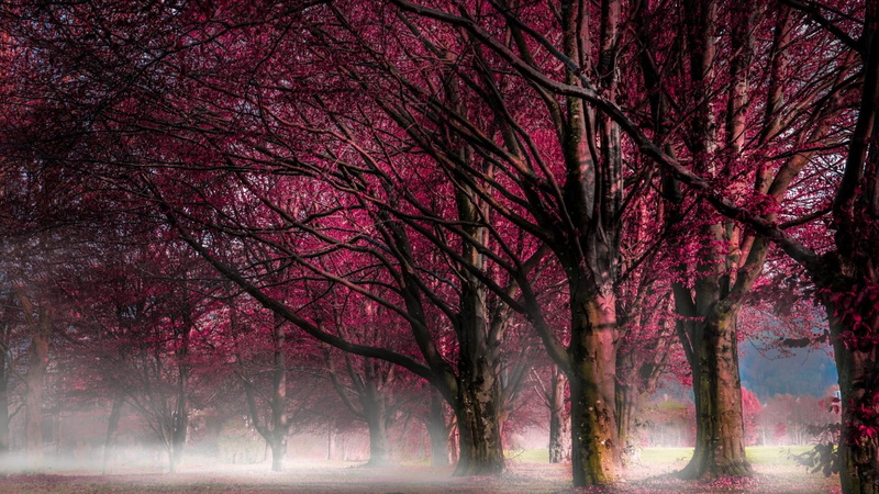 springtime, freshness, landscape, plant, forest, fragility, pink color, tranquil scene, scenics - nature, beauty in nature, tree, outdoors, park - man made space