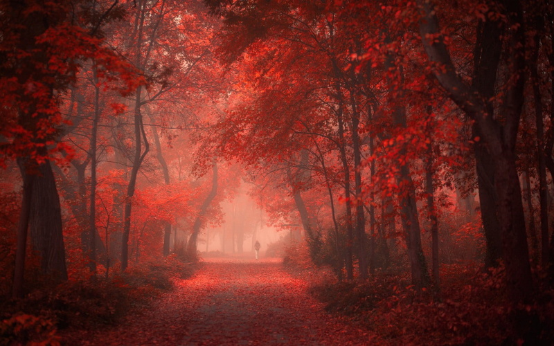 change, autumn collection, woodland, park, direction, tree trunk, tranquility, leaves, beauty in nature, land, tree canopy, treelined, trunk, the way forward