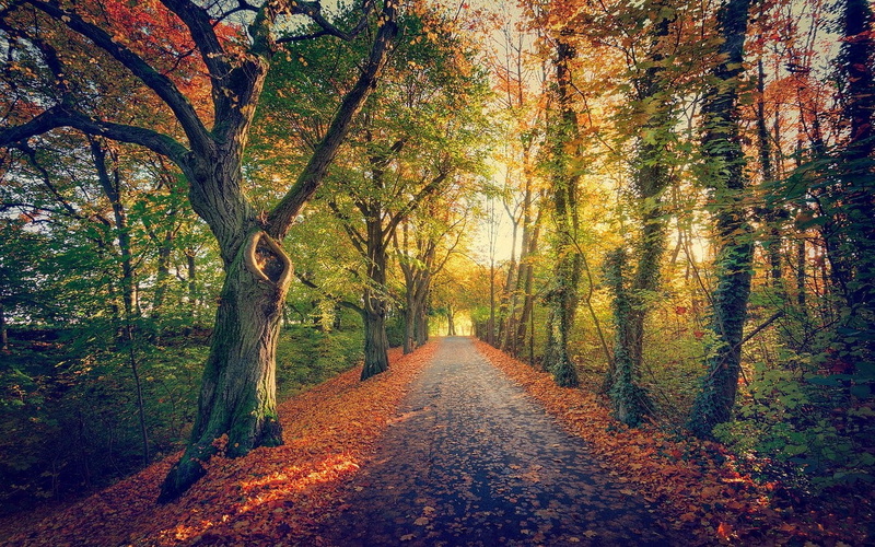 beauty in nature, tree canopy, growth, leaves, shrubs, tranquil scene, tree, 720P, path, woodland, sunlight, change, autumn collection, land, landscape