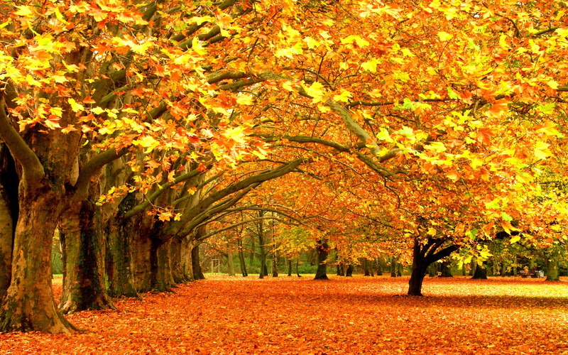 rural Scene, plant, fall, plant part, tree, tree canopy, tree trunk, woodland, beauty In Nature, autumn, leaf, growth, red, tranquil scene, falling, vibrant Color