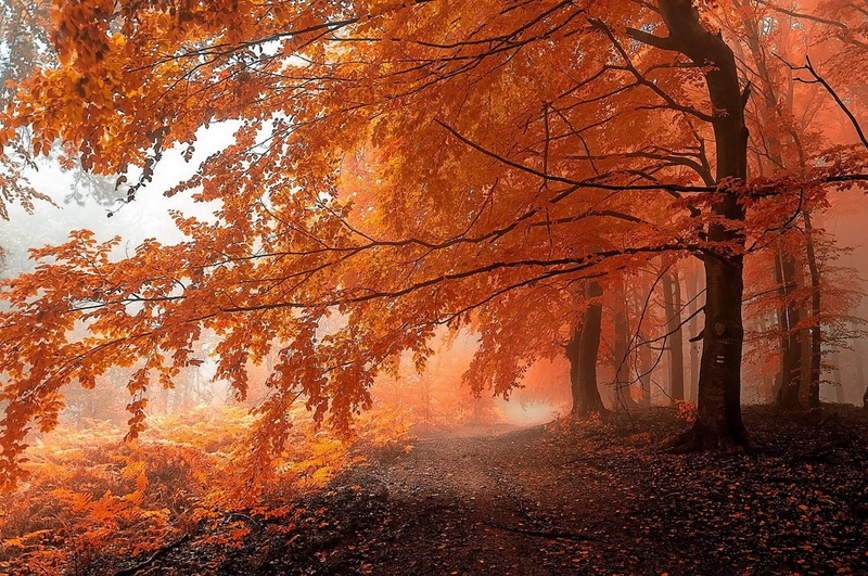 nature, orange color, tranquility, forest, the way forward, leaf, 720P, outdoors, leaves, autumn collection, road, plant part, orange, sun, mist, scenics - nature