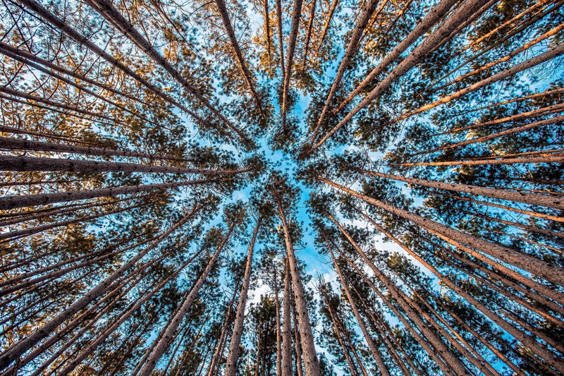 directly below, beauty in nature, growth, non-urban scene, low angle view, land, day, woodland, tranquility, backgrounds, tall - high, tree, pine woodland