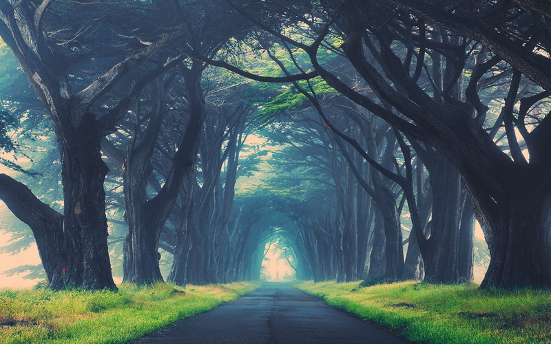 edited, nature, road, trunk, growth, trees, vanishing point, land, no people, transportation, green color, day, treelined, pathway, the way forward, direction