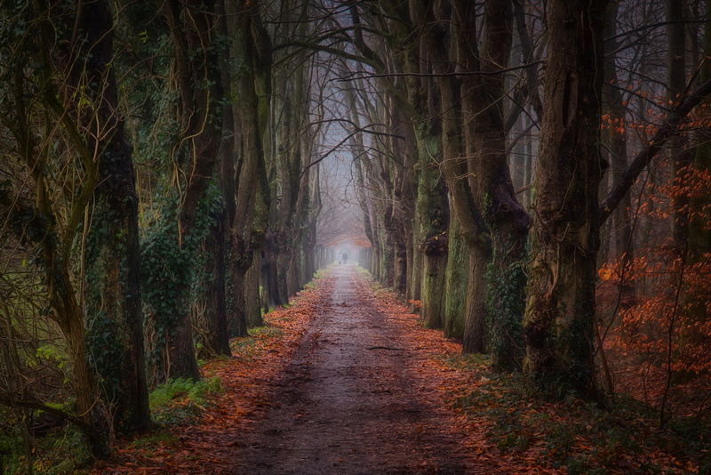 painting, treelined, park, tree, beauty in nature, tree trunk, no people, land, diminishing perspective, non-urban scene, 1080P, woodland, plant, landscape