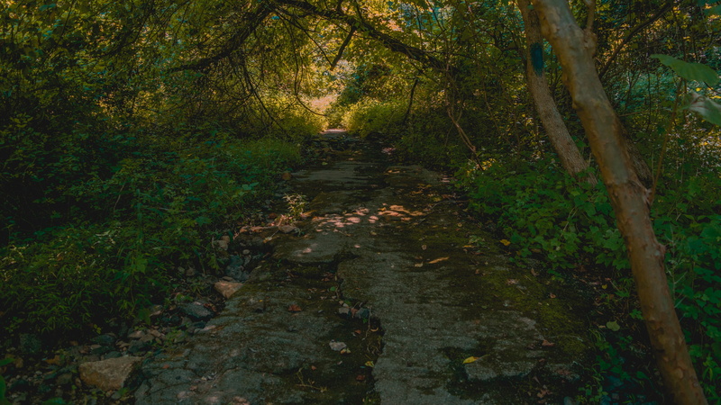 tranquility, leaf, plant, flowing water, tree canopy, non-urban scene, green, trunk, scenics - nature, land, nature, trees, 4K, footpath, tree, forest