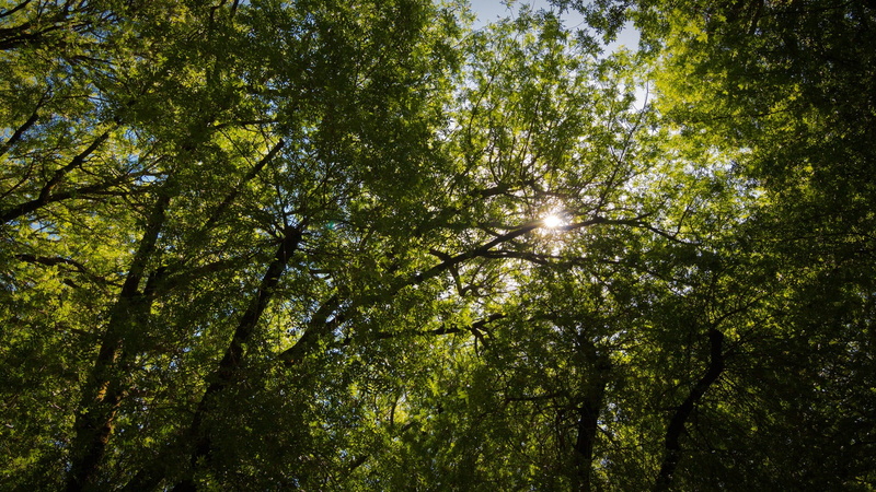 woodland, full frame, green color, plant, growth, scenics - nature, low angle view, streaming, outdoors, green, no people, photography, backgrounds, plants