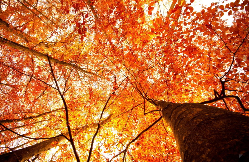 maple tree, day, growth, orange color, leaf, branch, sunlight, trees, change, plant part, animal, beauty in nature, plant, fall, tree, autumn, tree trunk