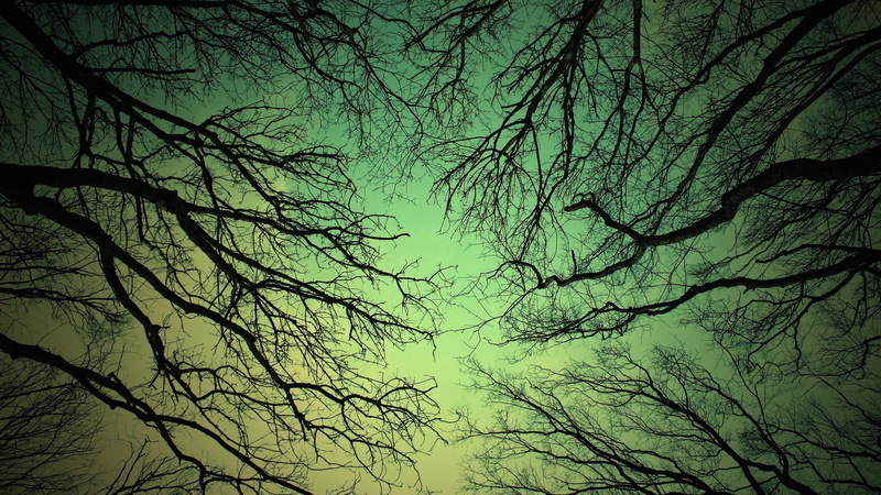 1080P, tree canopy, bare tree, outdoors, worms eye view, plant, tranquil scene, dusk, forest, night, full frame, branch, tranquility, tree, sky, silhouette