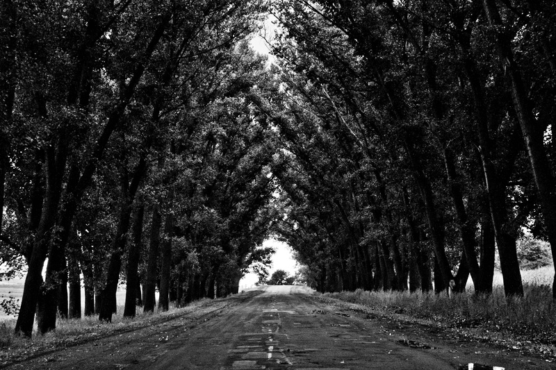 the way forward, outdoors, day, tranquility, no people, woodland, forest, white, growth, 4K, treelined, road, vanishing point, tree trunk, nature, tree canopy