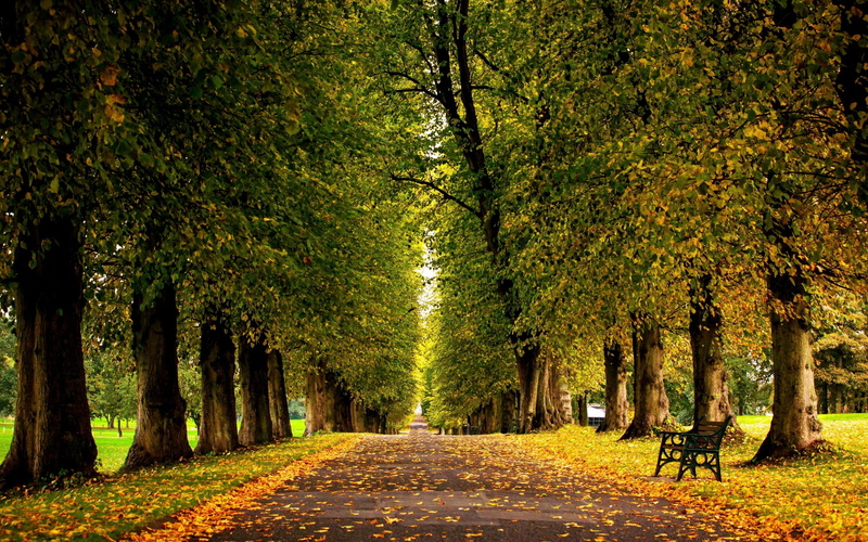 park 4k computer, autumn, tranquil scene, 4K, diminishing perspective, in a row, direction, footpath, the way forward, growth, no people, change, treelined