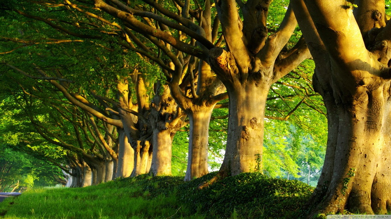 trunk, park, 1080P, land, nature, day, tranquility, beauty in nature, tree canopy, tall, tranquil scene, no people, growth, trees, plant, forest, scenics - nature