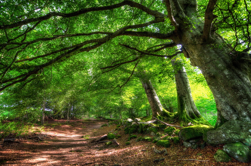tree canopy, no people, 2K, plant, outdoors, green, nature, branch, beauty in nature, tree trunk, tranquil scene, foliage, tree, tranquility, land, trunk