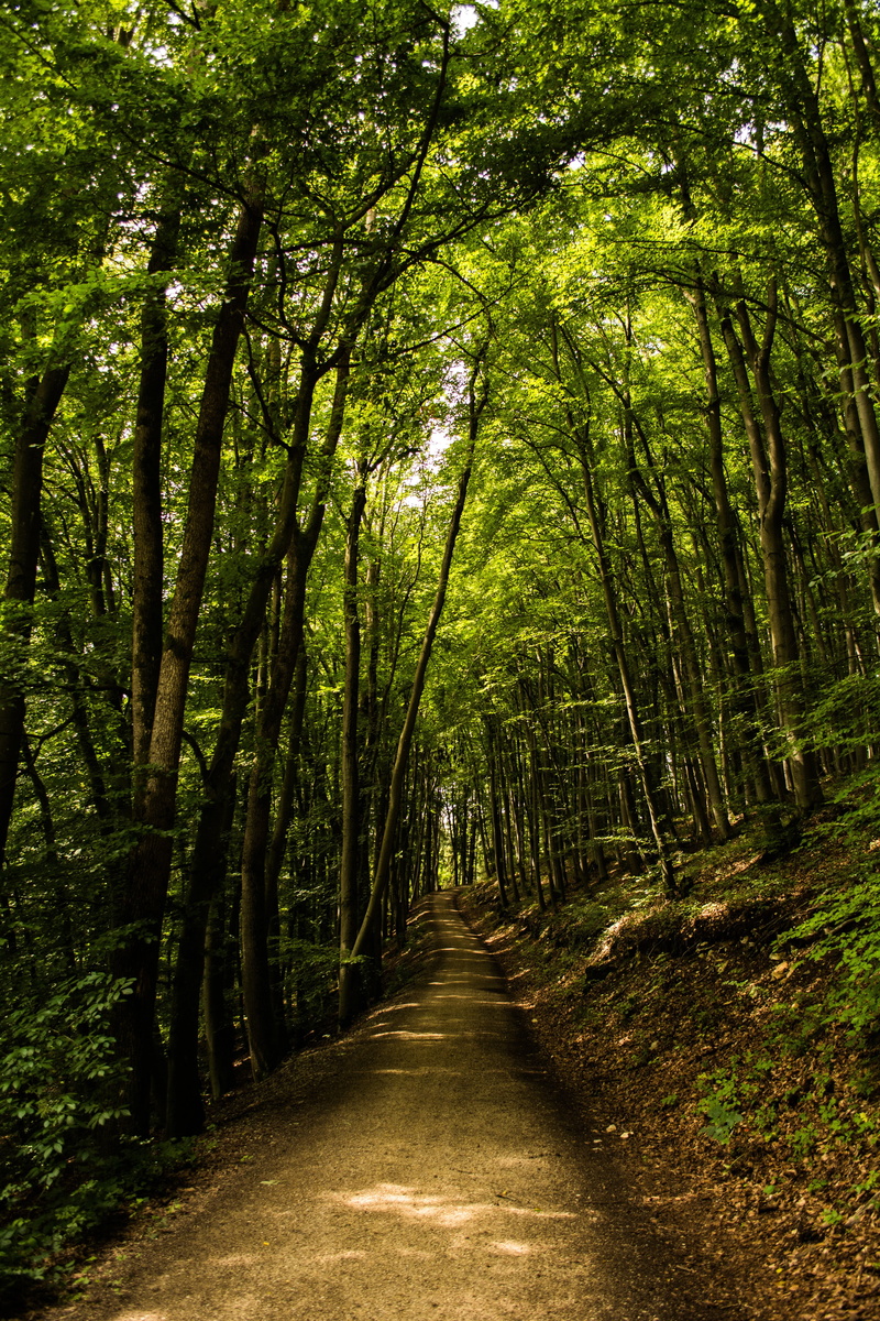 footpath, tranquil scene, plant, land, the way forward, forest, diminishing perspective, scenics - nature, woodland, tree canopy, bamboo - plant, outdoors