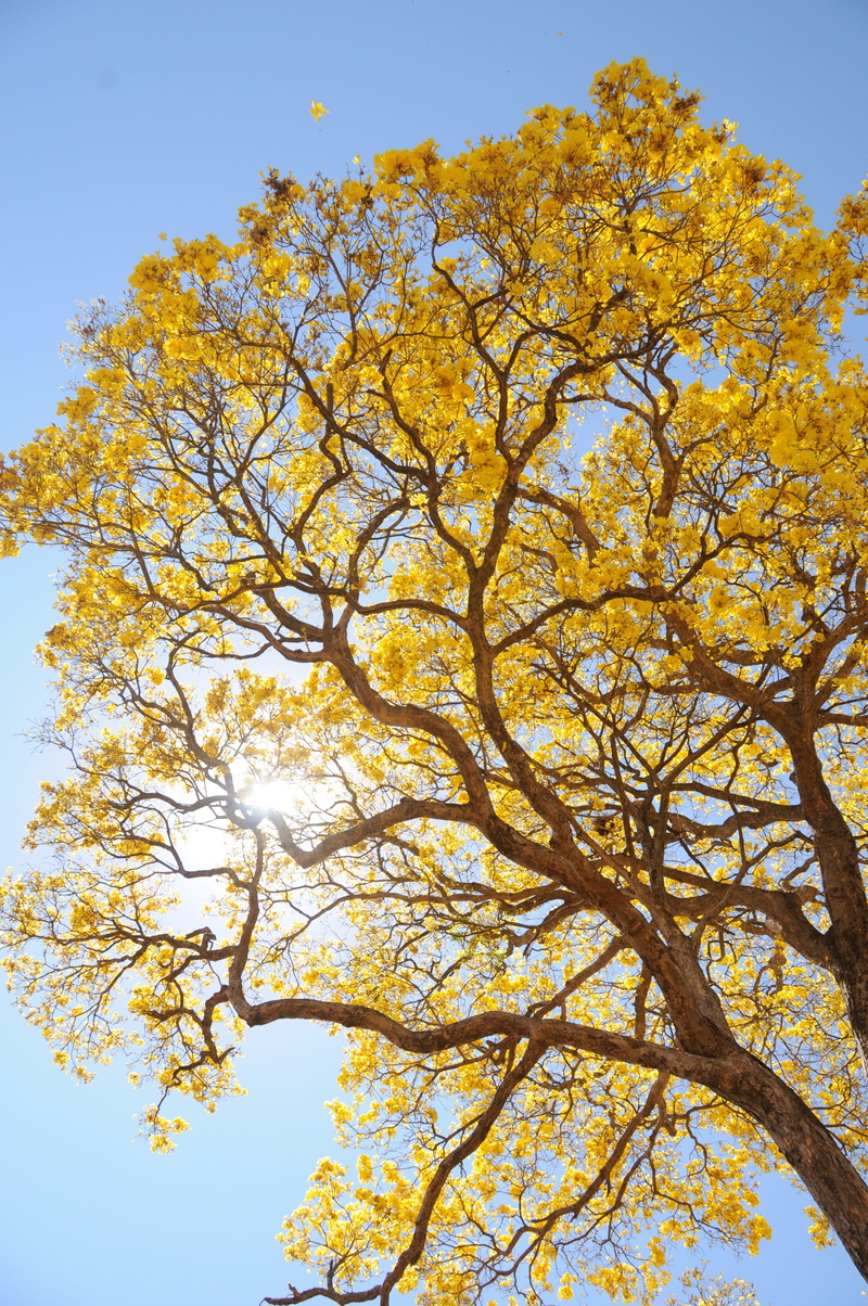 landscape, no people, autumn, beauty in nature, sunlight, outdoors, orange color, tree canopy, branch, idyllic, farm, ipê, tranquility, scenics - nature