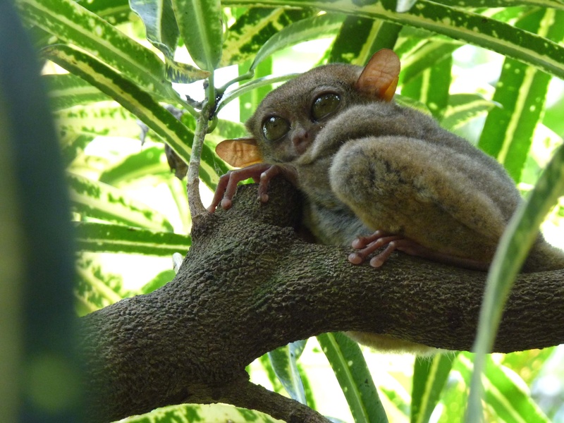 no people, one animal, petit, perched, primate, bohol, tree trunk, outdoors, animals in the wild, cute, big, day, mammal, eyes, animal themes, tarsier