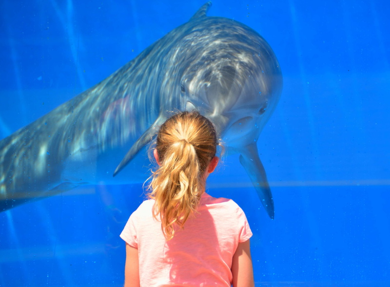 animal wildlife, interacting, interaction, underwater, hair, outdoors, nature, dolphin, childhood, swimming pool, standing, innocence, blue, hairstyle
