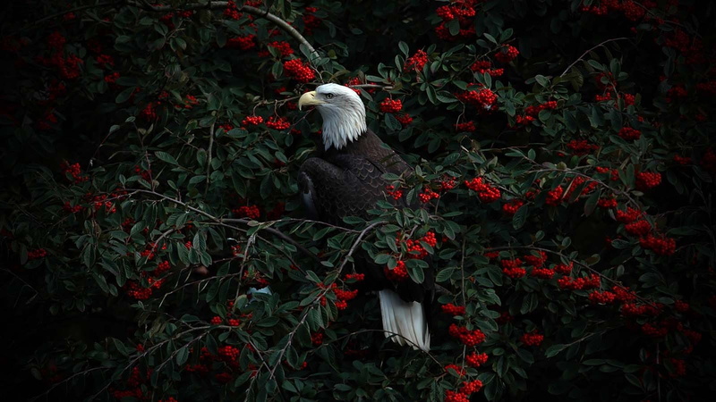 eagle, pets, 720P, growth, canine, one animal, land, plant, vertebrate, animal themes, flower, mammal, nature, tree, dog, red, flowering plant, animal