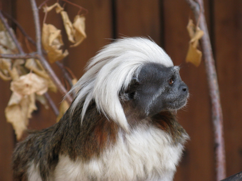nature, canine, looking, no people, hair, indoors, Ancestor, Opinion Leader, a distant ancestor, animal body part, young Animal, beauty, animal, brown