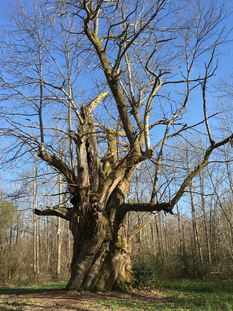 plant, sky, outdoors, branch, land, environment, forest, beauty in nature, millennium, day, dead plant, scenics - nature, landscape, tranquility, no people