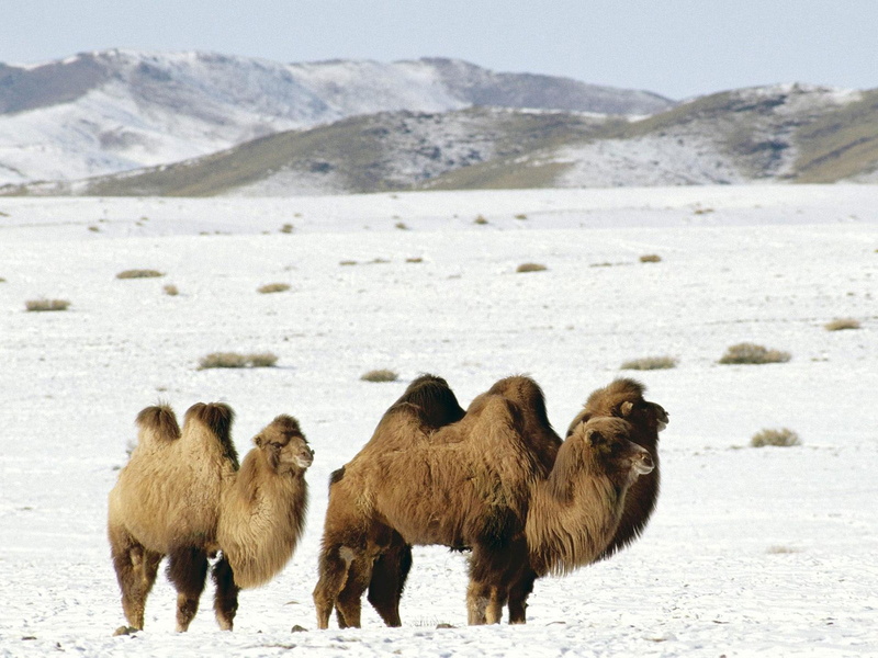 camels, mongolia, 1080P, animal, camel, animals