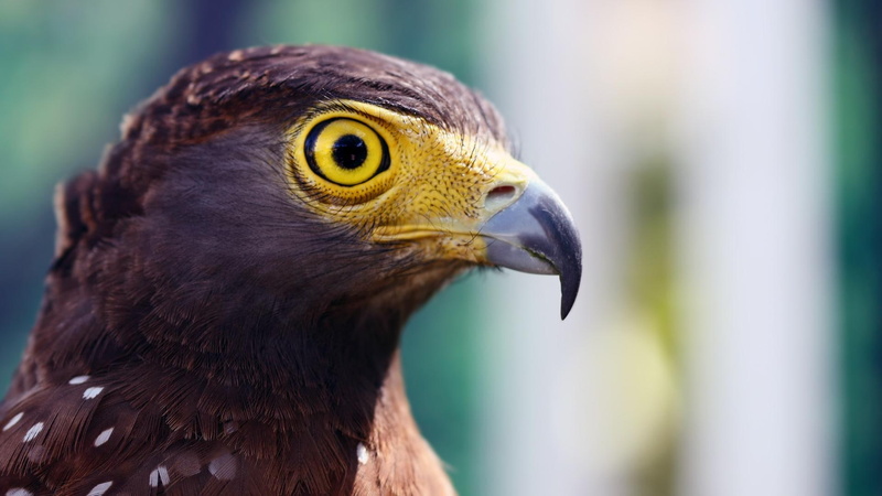 hunter, 1080P, cunning, eagle, bird of prey, animals, beautiful, stare, s