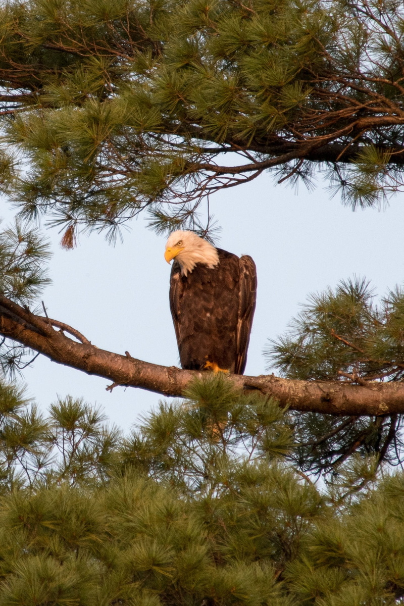 america, soar, hunter, growth, tree, one animal, patriotic, flag, prey, wild, low angle view, perching, nature, animal, bird of prey, majestic, branch