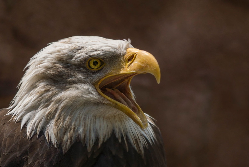profile view, hunter, animal, 1080P, eye, head, predator, beak, mouth open, close-up, nature, eagle - bird, blur, animal wildlife, focus on foreground