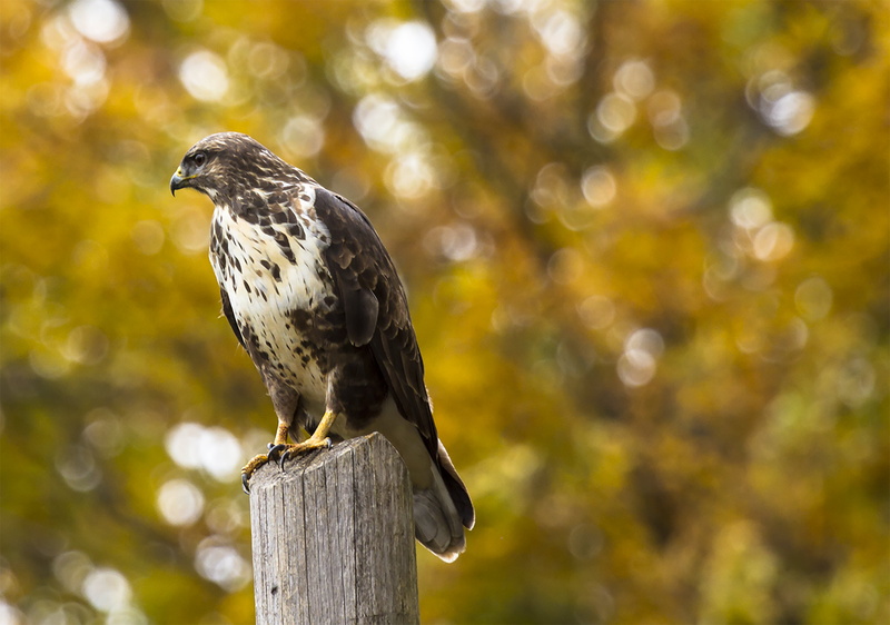 feathers, wild, wooden, close-up, tree, perching, prey, bird of prey, falconry, outdoors, predator, animal wildlife, focus on foreground, plumage, flight