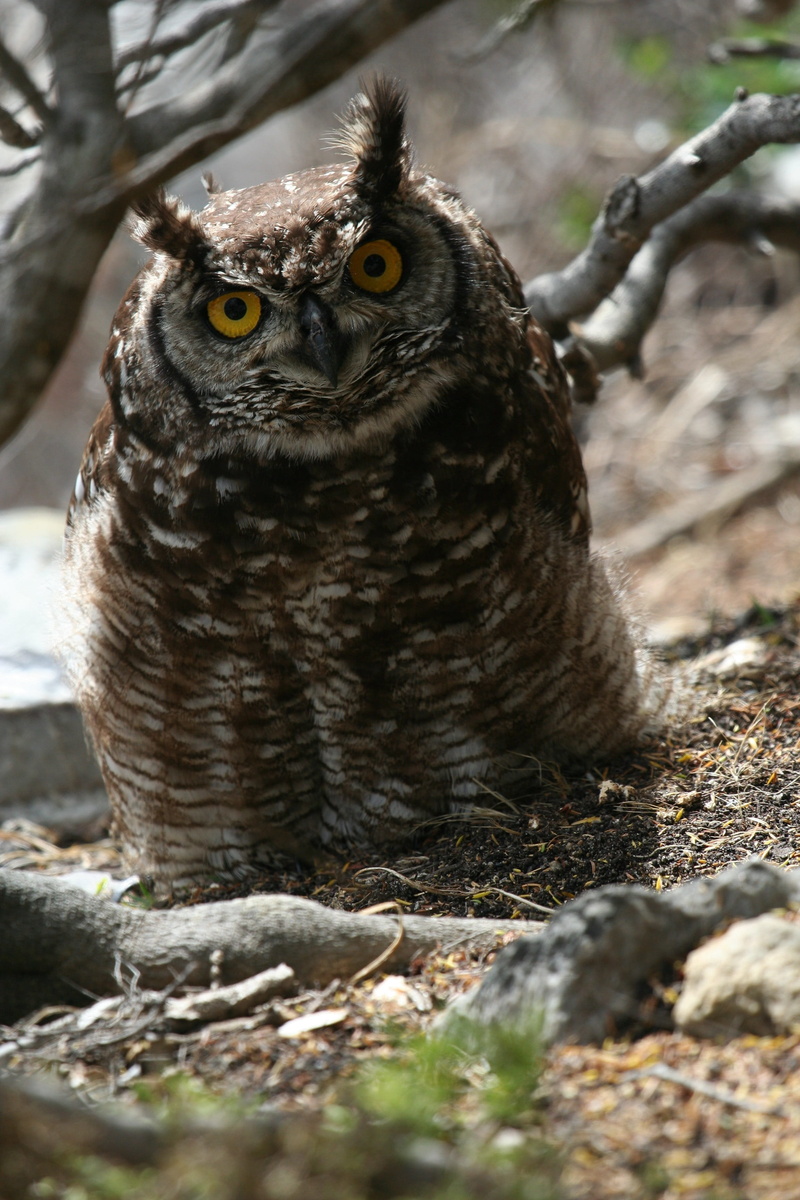 looking at camera, outdoors, feathers, nature, eagle-owl, land, no people, animals in the wild, tree, eagle, day, animal wildlife, bird, vertebrate, hunter