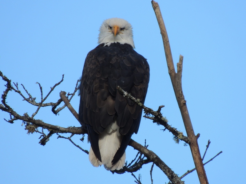 branch, raptor, animal wildlife, sky, low angle view, nature, day, animals in the wild, hunter, vertebrate, 2K, clear sky, bare tree, plant, eagle, one animal