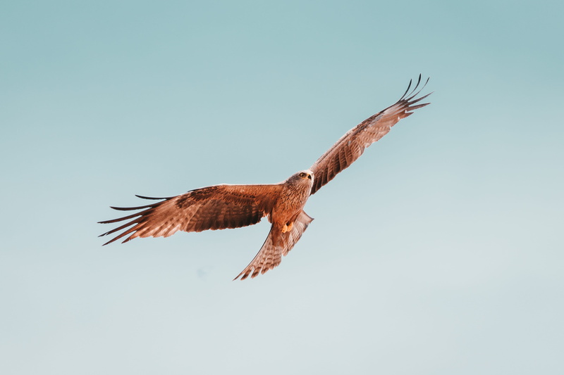 animals In The Wild, 4K, flying, migratory, hunter, animal, brown, milan, wing, freedom, outdoors, vogel, bird, animal Wing, flying bird, greifvogel, bird of Prey