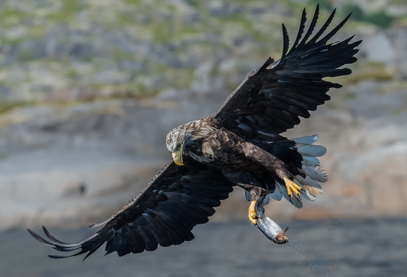 eagle - bird, hunter, motion, the white-tailed eagle, day, one animal, vertebrate, animals in the wild, outdoors, spring, black color, mouth open, smola rising