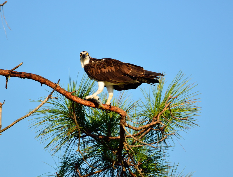 hunter, looking, fly, wild, low angle view, profile view, bird, outdoors, no people, vertebrate, eagle, animal, plumage, hawk - bird, osprey, clear sky