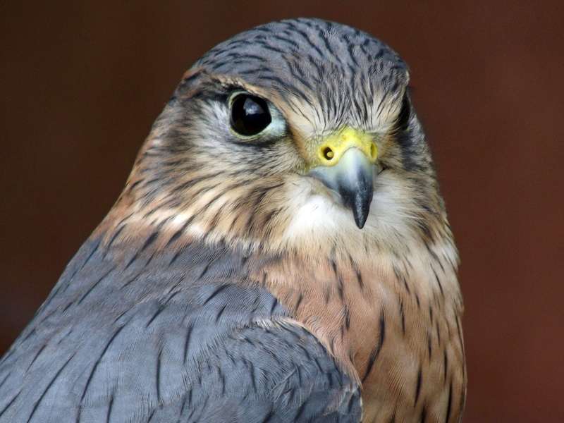 merlin, avian, day, bird of prey, eagle, hawk - bird, looking at camera, animal, falcon - bird, animals in the wild, focus on foreground, raptor, no people