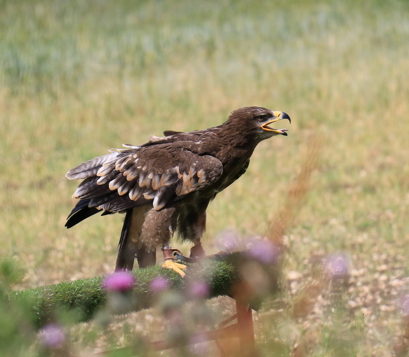 bird of prey, animal wildlife, no people, grass, predator, perching, prey, steppe, outdoors, day, side view, wildlife, bird, falcon, plant, vertebrate