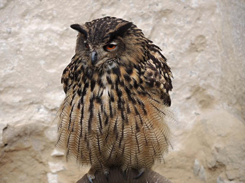 focus on foreground, owl, feather, day, eagle, hunter, animals in the wild, vertebrate, 2K, rock - object, bird, no people, animal body part, nature, outdoors