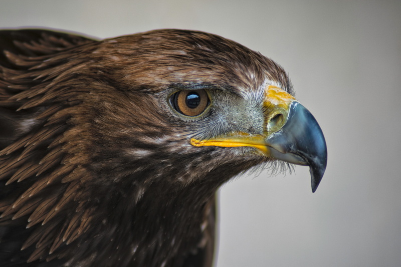 beak, 5K, hunter, portrait, scotland, animal eye, profile view, one animal, hawk, aquila, no people, close-up, eagle - bird, day, vertebrate, brown, animal wildlife