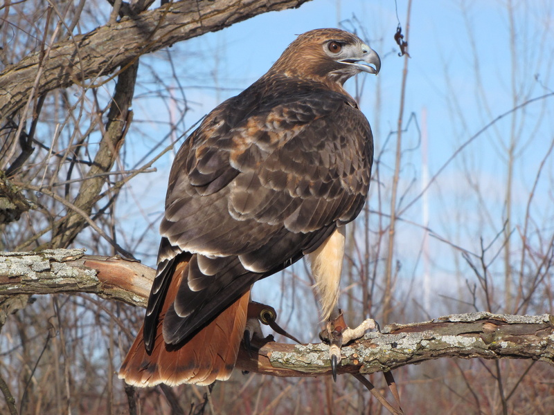 branch, eagle, animal themes, animals in the wild, perching, animal wildlife, bird of prey, 2K, focus on foreground, nature, feathered, vertebrate, low angle view
