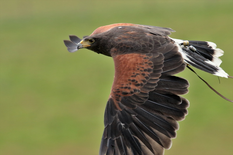 falcon, bird, animals in the wild, looking, vertebrate, beak, animal, profile view, flying, close-up, bird of prey, hunter, focus on foreground, raptor