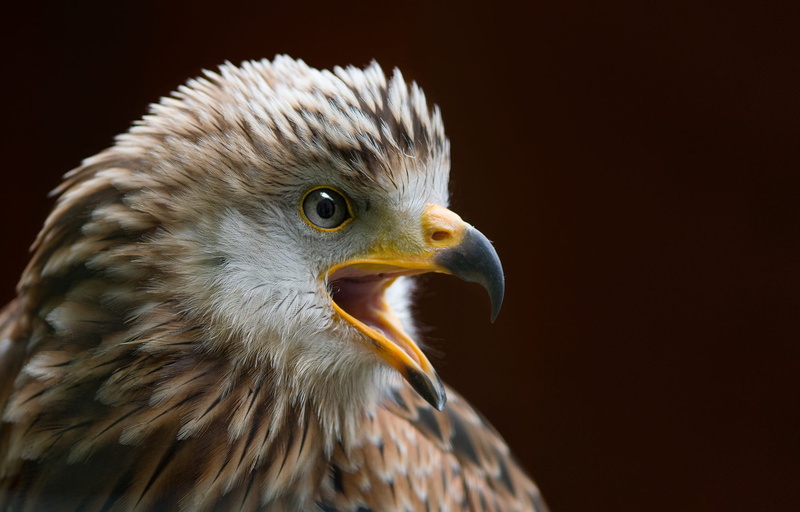 feathers, focus on foreground, predator, wild, animals in the wild, 1080P, animal body part, falcon, portrait, bird, vertebrate, animal head, bald eagle