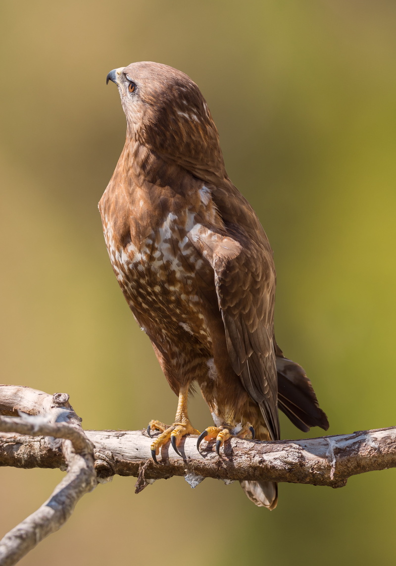 eagle, tree, no people, vertebrate, focus on foreground, wild, full length, plant, wildlife, hunter, animals in the wild, fly, eye, feathers, predator