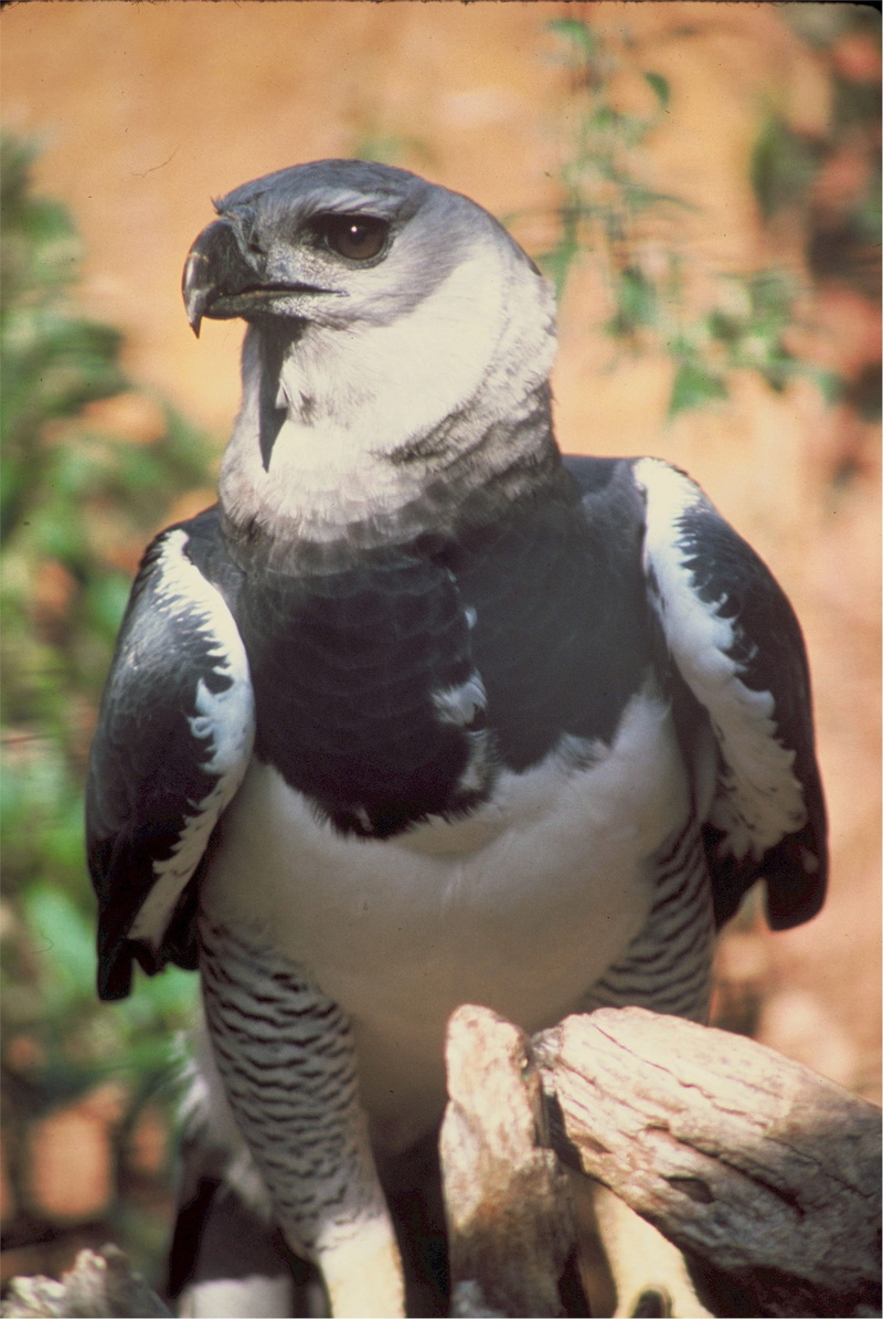 bird, eagle, carnivore, animal, animal wildlife, south america, vertebrate, tree, looking, close-up, perching, beak, predator, focus on foreground, plant
