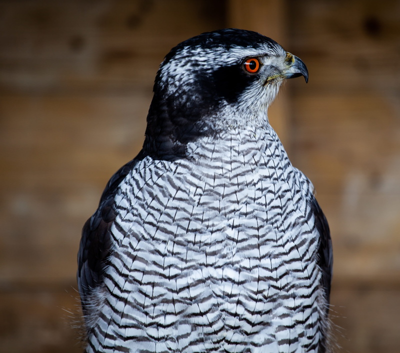 animals in the wild, animal body part, prey, animal, bird of prey, hunting, hawk, predator, animal head, feather, outdoors, 2K, nature, eagle, animal wildlife