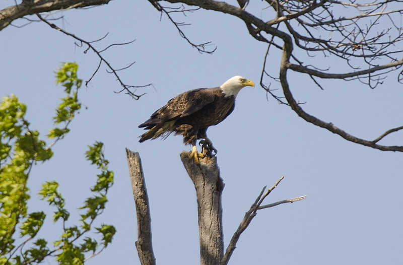 Nature, eagle - bird, animal wildlife, 1080P, eagle, plant, american, perching, vertebrate, national, animals in the wild, no people, Bald Eagle, hunter