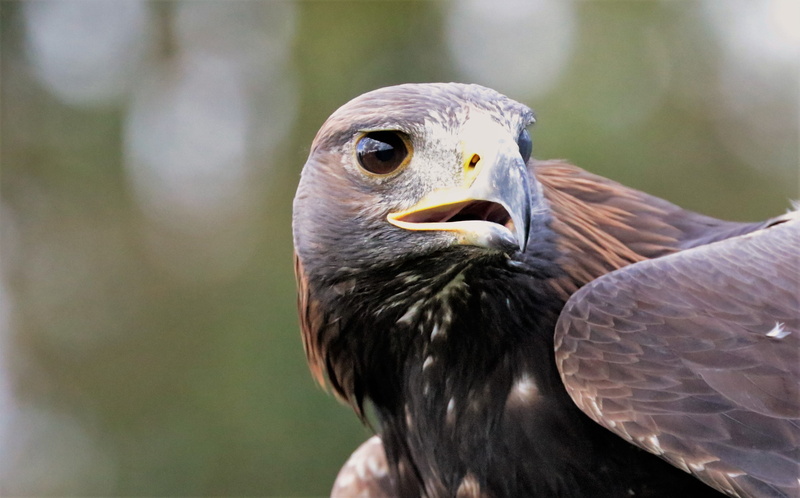 hawk - Bird, emblem, falcon, animal Head, hawk, profile, carnivore, animal themes, close-up, 2K, predator, animals Hunting, focus on foreground, one animal