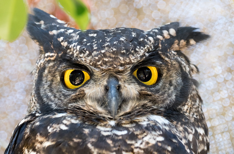 portrait, nature, owl, animals in the wild, yellow, animal eye, looking, one animal, eyes, predator, animal body part, day, animal, wisdom, wild, brown